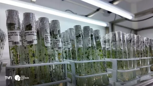 Banco de Germoplasma de la Papa en Osorno.