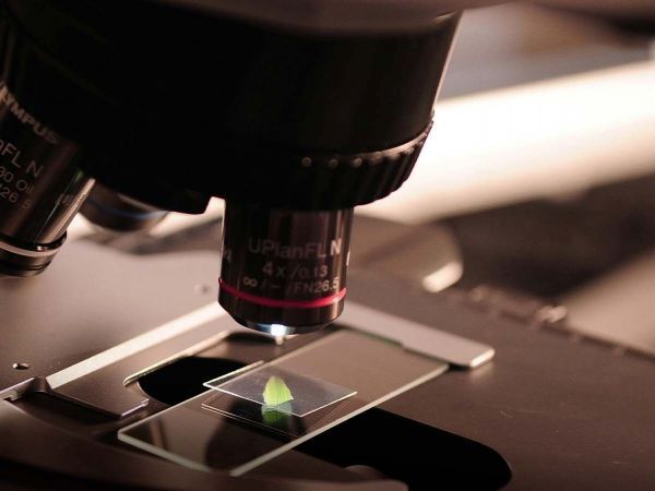 Investigador de Harvard desarrolla vida sintética que se reproduce desde moléculas artificiales.