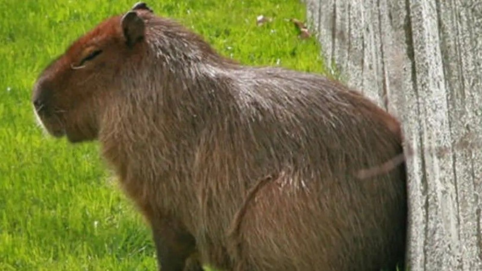 Capibara fugada