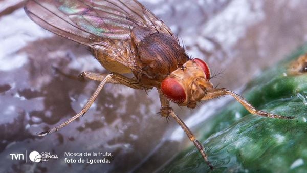 Mosca de la fruta utilizada en laboratorio para investigar los efectos de la cocaína en el cerebro.