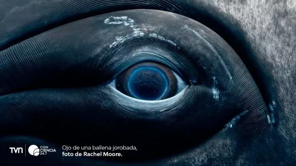 Ojo de ballena jorobada utilizado para estudio sobre su visión.