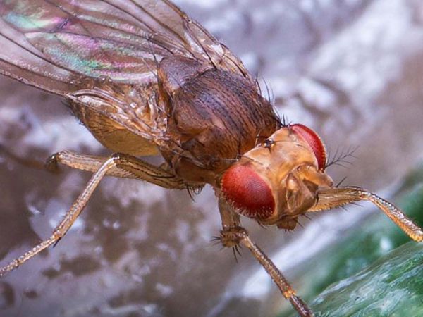 Mosca de la fruta utilizada en laboratorio para investigar los efectos de la cocaína en el cerebro.
