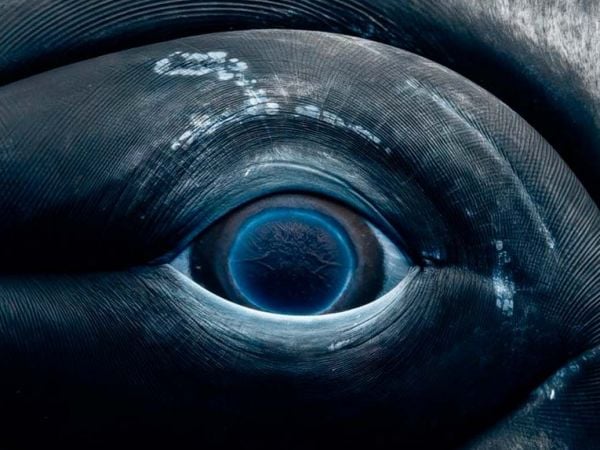 Ojo de ballena jorobada utilizado para estudio sobre su visión.