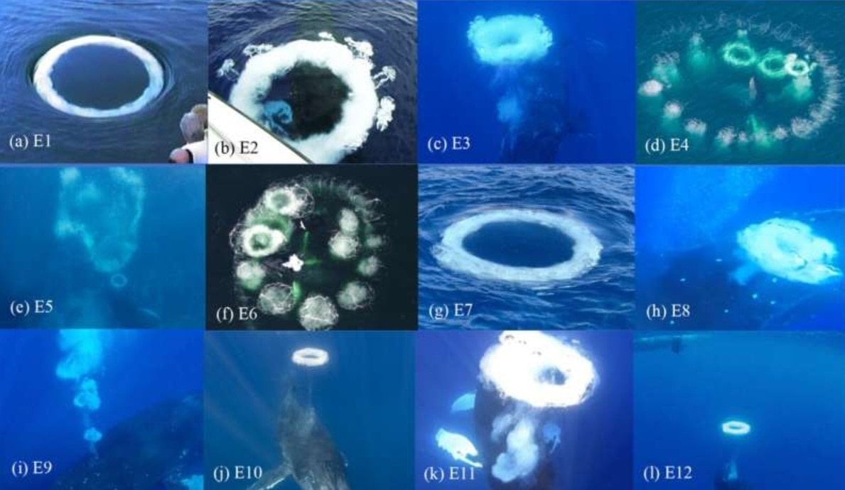 Ballenas
