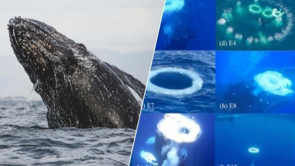 Ballenas y círculos en el agua