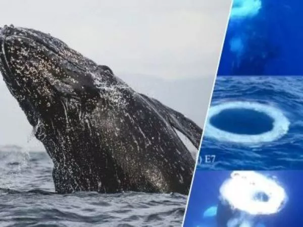 Ballenas y círculos en el agua