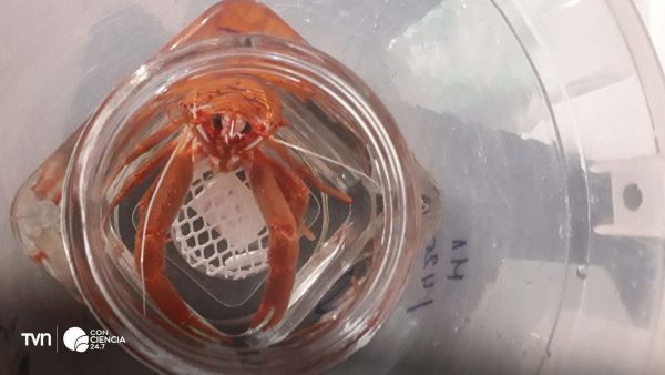 Langostino colorado del Pacífico Sur, estudiado por Erika Jorquera en condiciones de hipoxia y alta acidez.