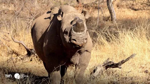 Rinoceronte descornado.