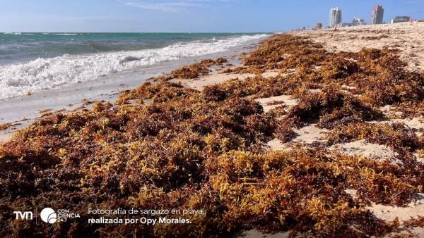 Cinturón de sargazo en el Atlántico acercándose al Caribe y las costas de Florida en 2025.