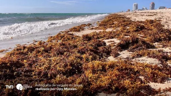 Cinturón de sargazo en el Atlántico acercándose al Caribe y las costas de Florida en 2025.