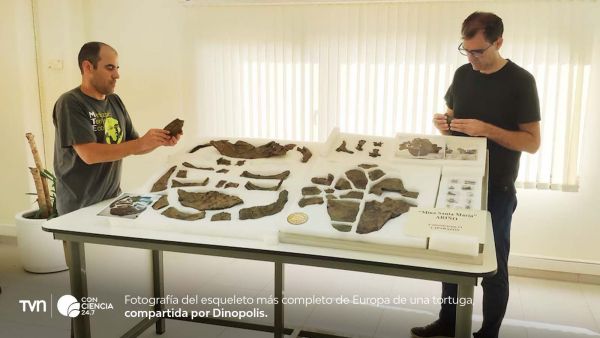 Esqueleto fósil de Plastremys lata hallado en la Mina Santa María de Ariño, el más completo de Europa.