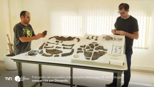 Esqueleto fósil de Plastremys lata hallado en la Mina Santa María de Ariño, el más completo de Europa.