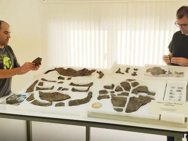 Esqueleto fósil de Plastremys lata hallado en la Mina Santa María de Ariño, el más completo de Europa.