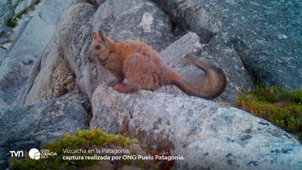 Vizcacha en la Patagonia.