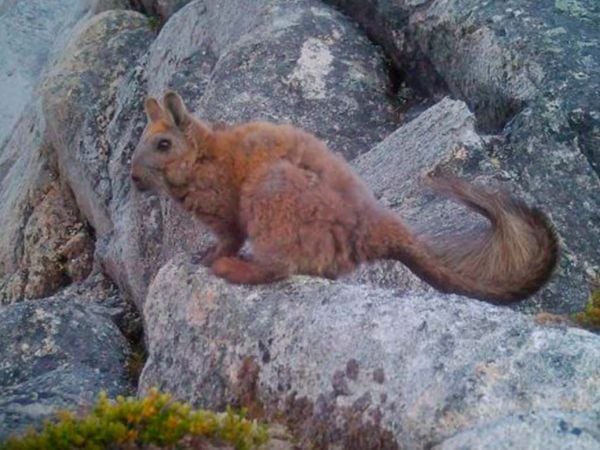 Vizcacha en la Patagonia.