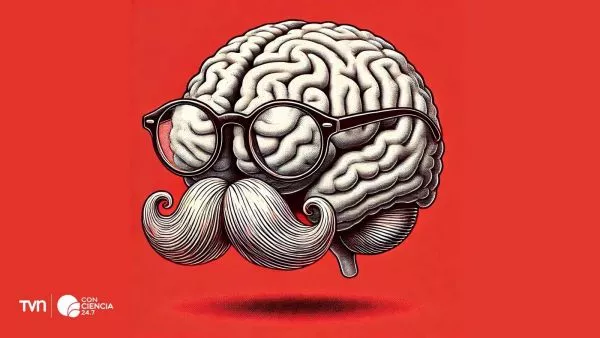 Imagen ilustrativa de un cerebro envejecido.