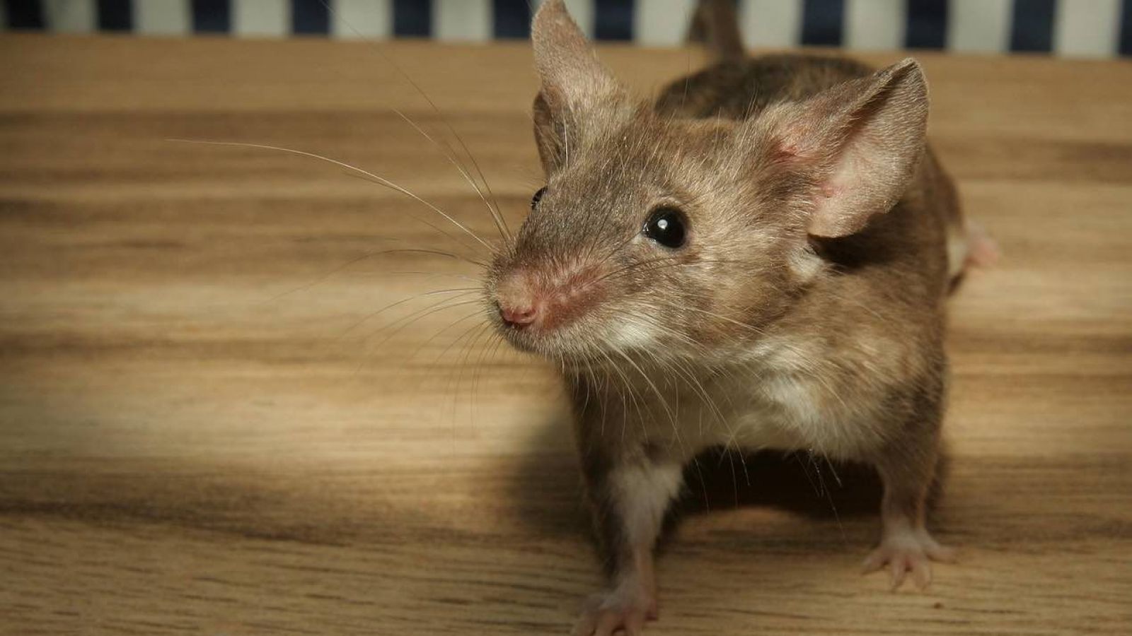 Ratón. Experimento en ratones con alopecia
