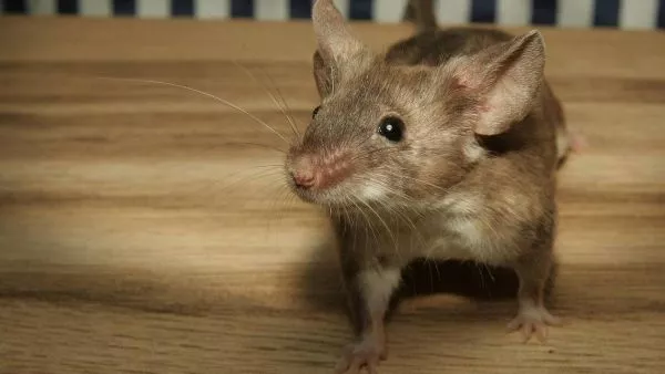 Ratón. Experimento en ratones con alopecia