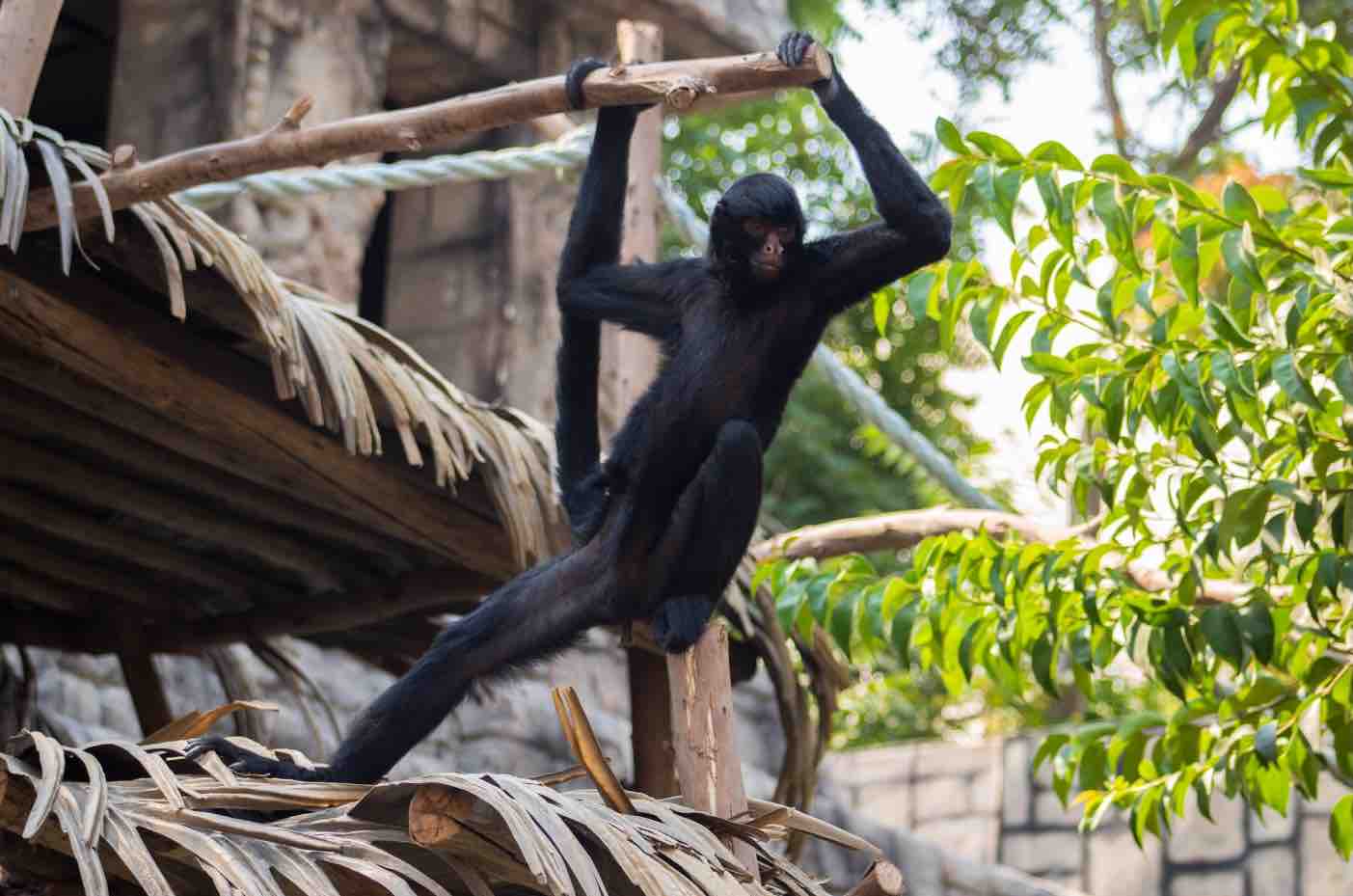 Buinzoo