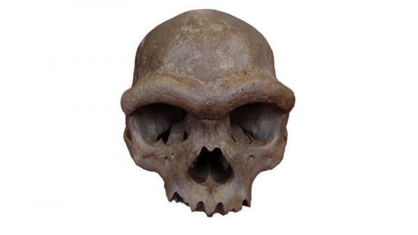 Cráneo de Harbin