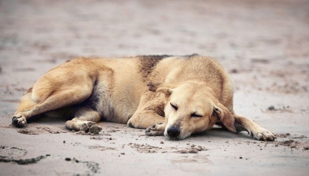 Matanza masiva de perros callejeros en Marruecos: denuncian 