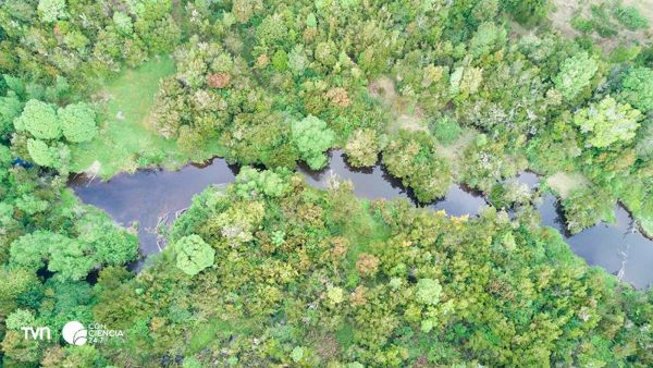 Vista aérea del bosque nativo de Chiloé afectado por el proyecto eólico.