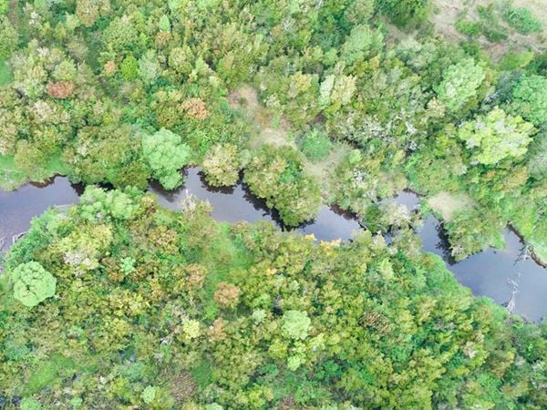 Vista aérea del bosque nativo de Chiloé afectado por el proyecto eólico.
