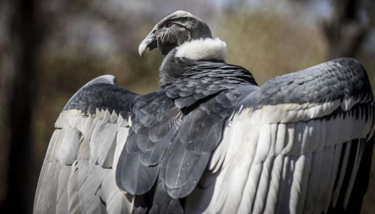 Estudio: 500 especies de aves se extinguirían el próximo siglo, entre ellas, el cóndor