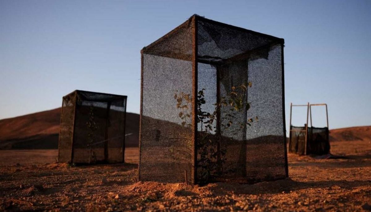 Así se cultivan lechugas con niebla en el desierto de Atacama