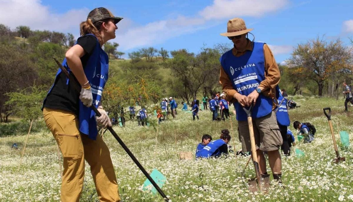 Plantarán mil árboles: voluntarios buscan reforestar Jardín Botánico Nacional de Viña del Mar