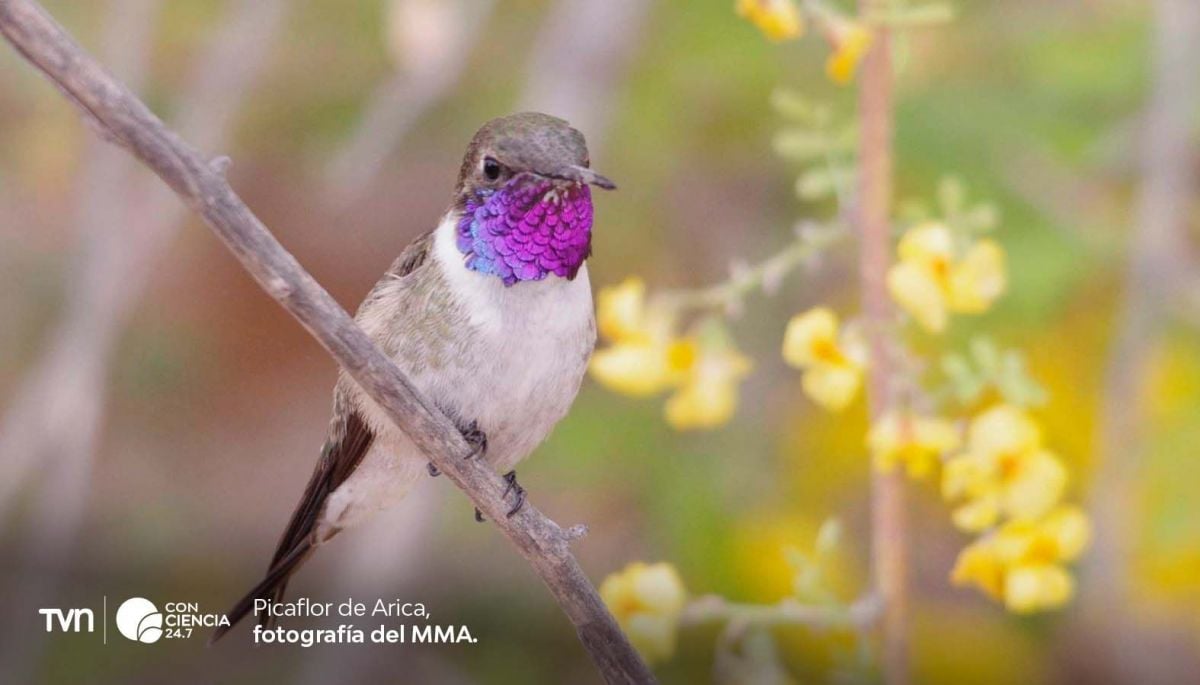 Crisis de extinción: más de 500 especies de aves podrían desaparecer en un siglo