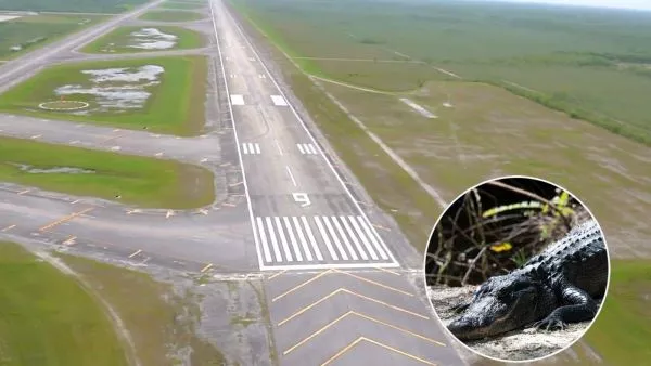 Aeropuerto de Florida y caimanes