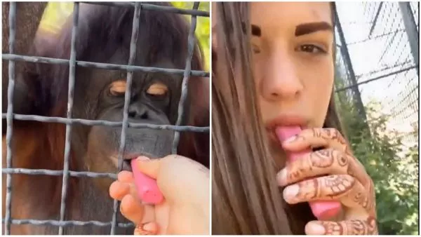 Boxeadora rusa junto a orangután