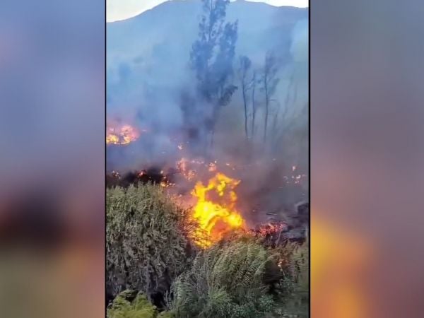 Incendio forestal afectó sector “La Verbena”
