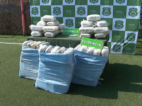 Decomisan más de 700 kilos de marihuana