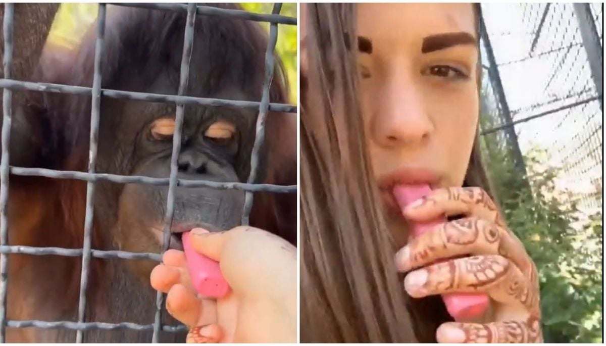 VIDEO: joven se graba fumando junto a orangután en peligro de extinción