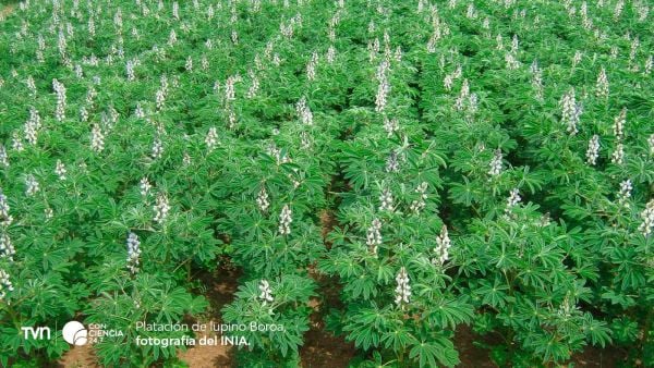 Lupino Boroa, plantación.