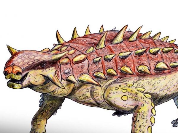 Pinacosaurus grangeri.