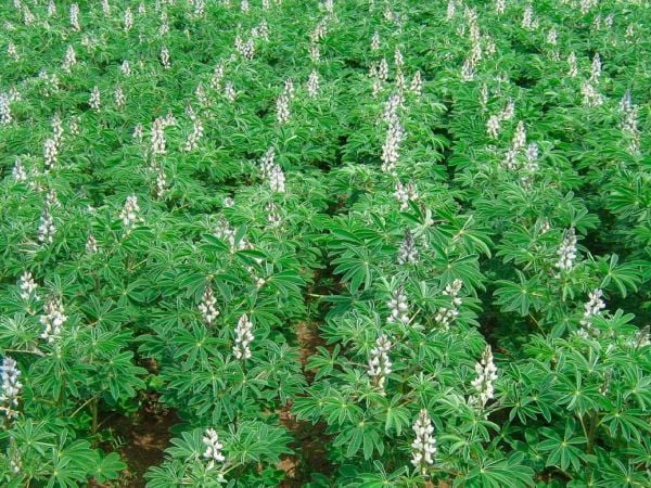 Lupino Boroa, plantación.