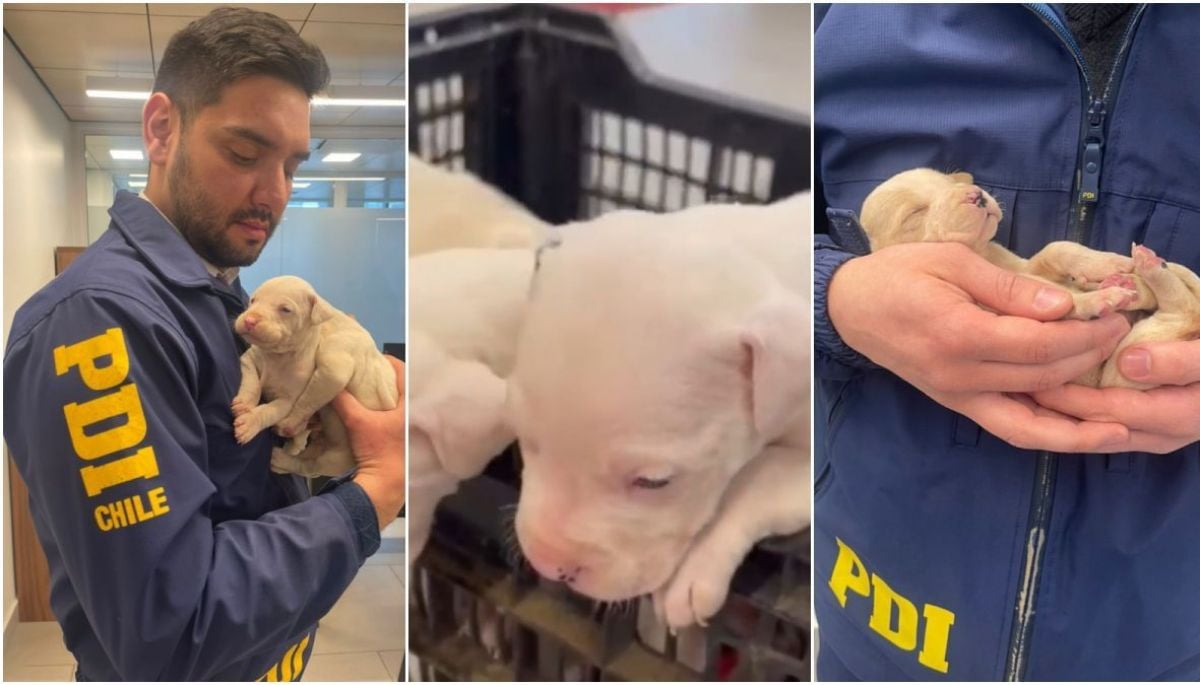 PDI rescató a 9 cachorros de raza Dogo Argentino tras denuncia de maltrato animal