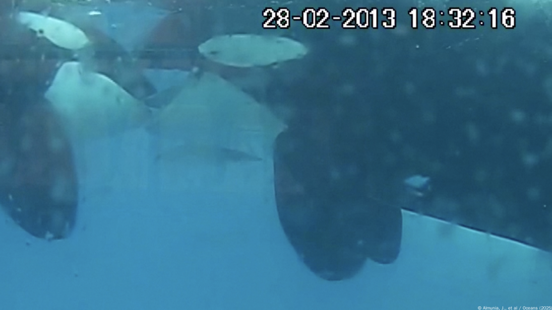 Orcas besándose con lengua