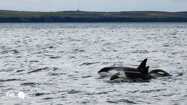 Orcas en su hábitat natural.