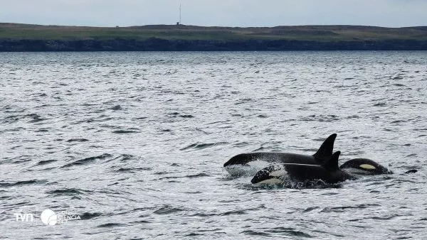 Orcas en su hábitat natural.