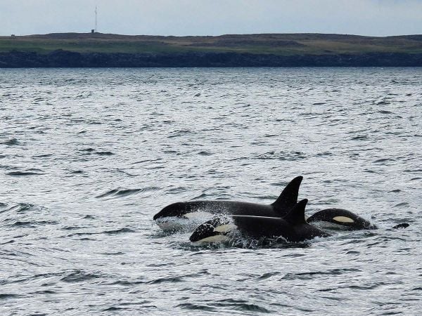 Orcas en su hábitat natural.