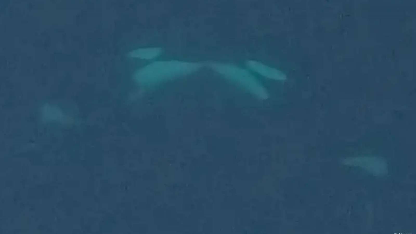 Orcas besándose