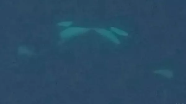 Orcas besándose
