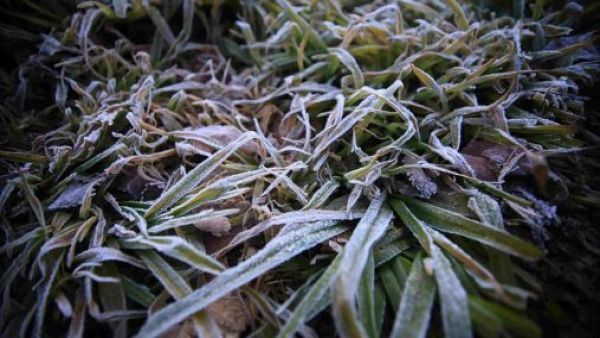 Frío sobre vegetación