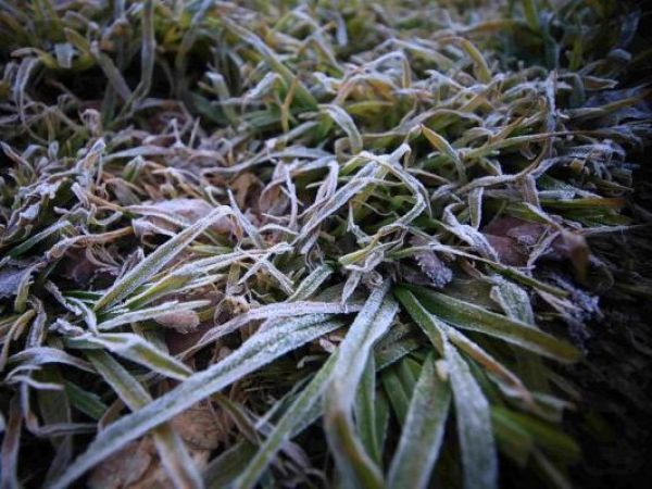 Frío sobre vegetación