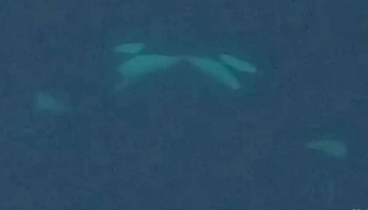 Captan por primera vez a orcas besándose y usando su lengua