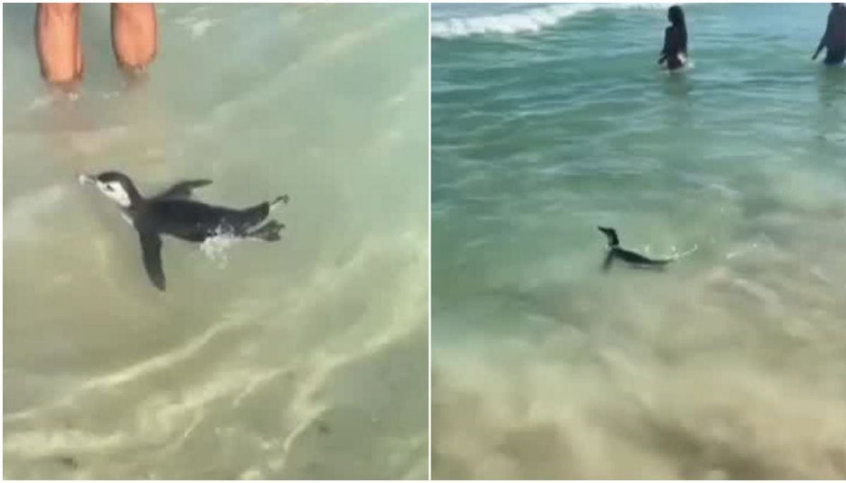 Viral: ¿Cómo llegó un pingüino de Magallanes hasta Río de Janeiro?